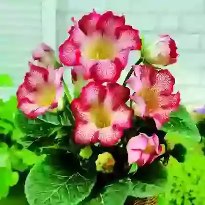 Gloxinia